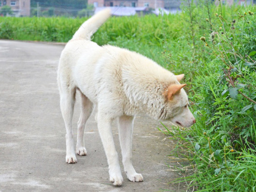Čínsky pastiersky pes